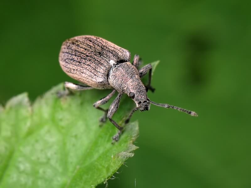 Phyllobius pyri (Linnaeus, 1758)